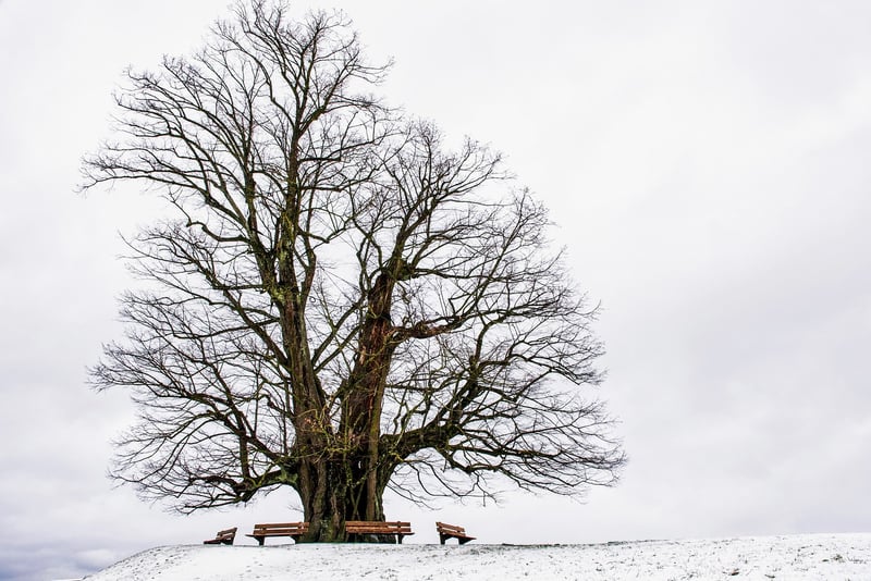 Tree of Life